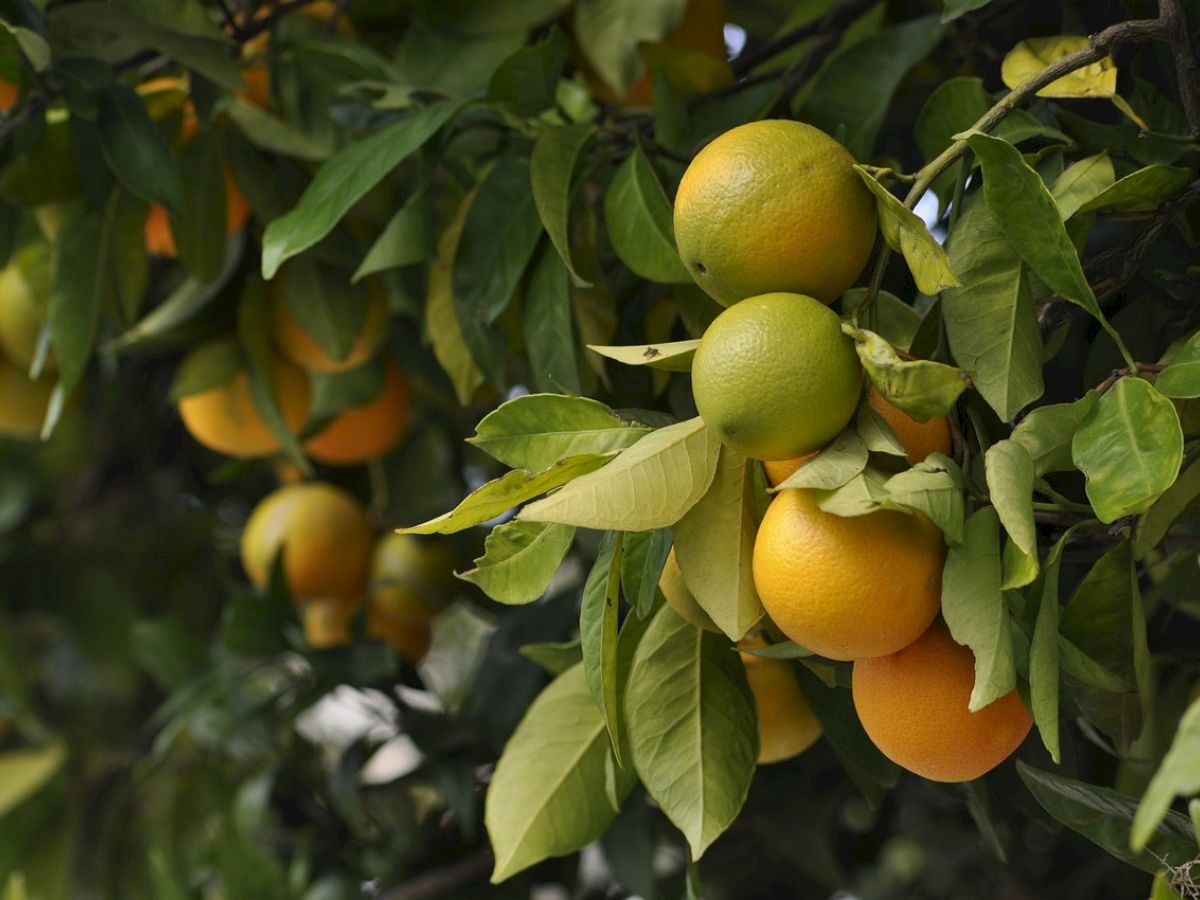 The image shows a lush green tree branch with multiple ripening oranges, some still green and others bright orange, surrounded by healthy leaves.