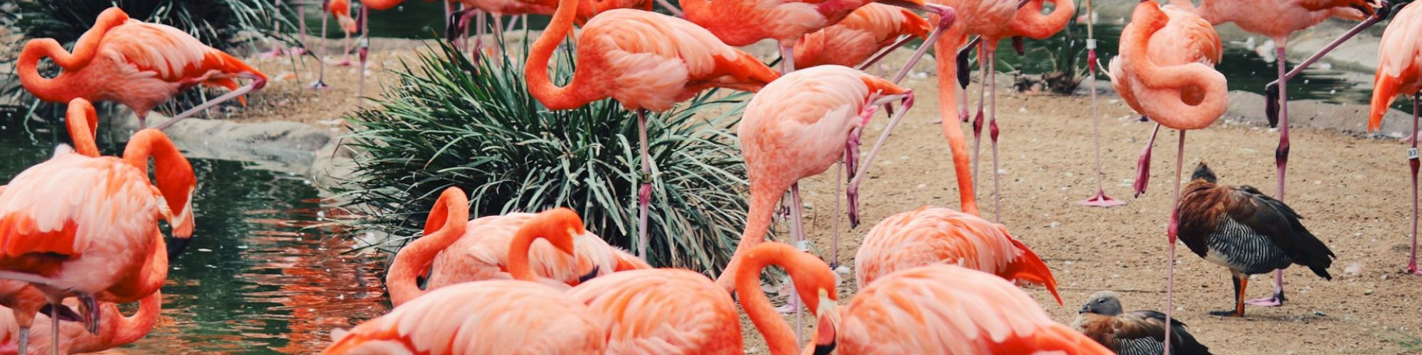 The image shows a large group of flamingos gathered near a body of water, some standing, others resting, and a few ducks nearby.