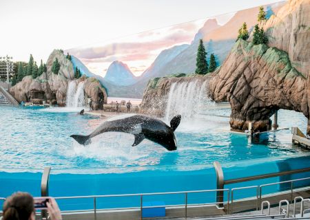 A killer whale is performing a mid-air jump in a large pool with rocks and waterfalls, while an audience watches and takes photos.